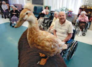 animal therapy duck