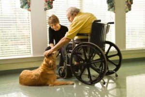 Animals in nursing homes